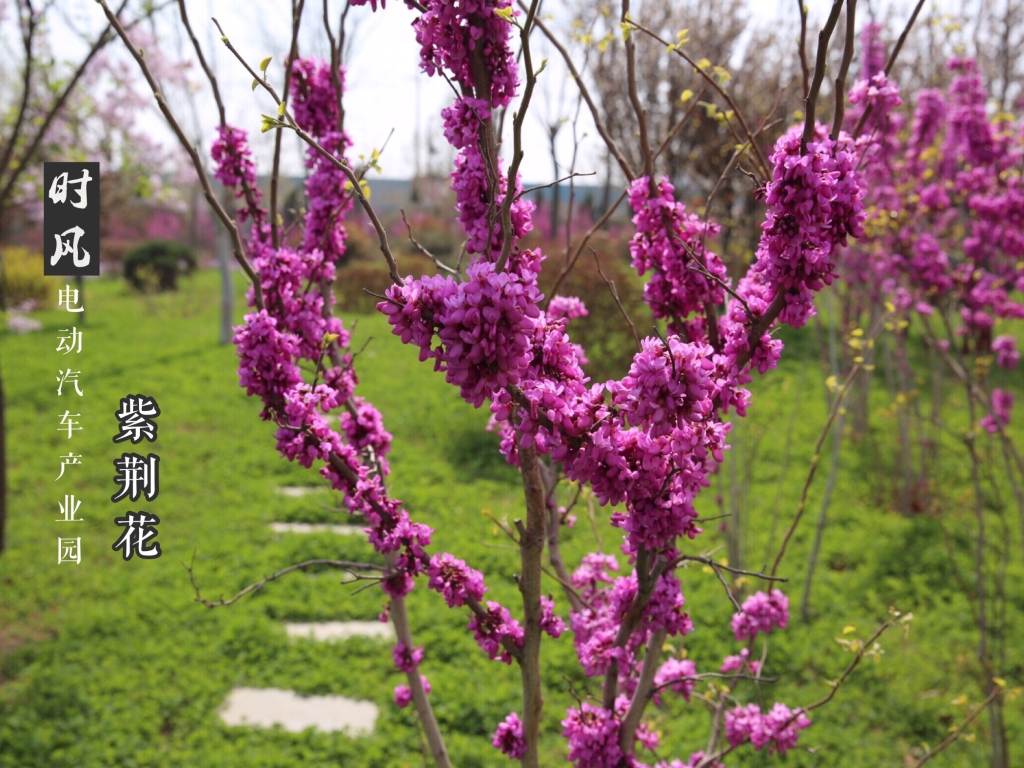 WilliamHill威廉希尔电动产业园紫；